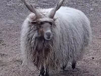 قوچ, Racka sheep — عکس 2