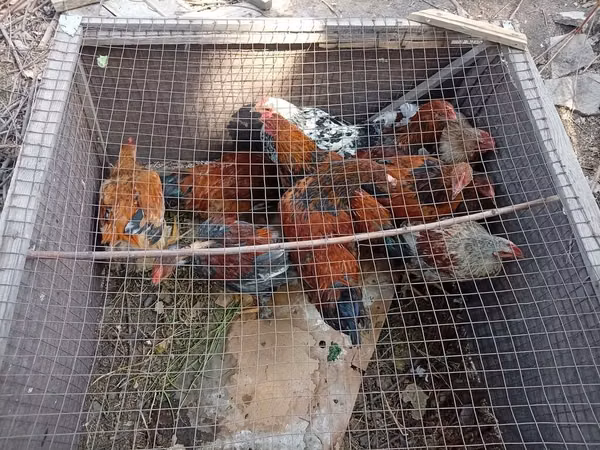 Chickens — কিরগিজিস্তান