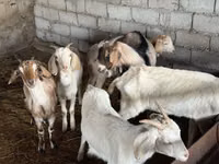 بز نر, Nubian Goat — عکس 2
