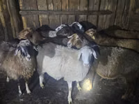 Sheep, Sheep — photo 1