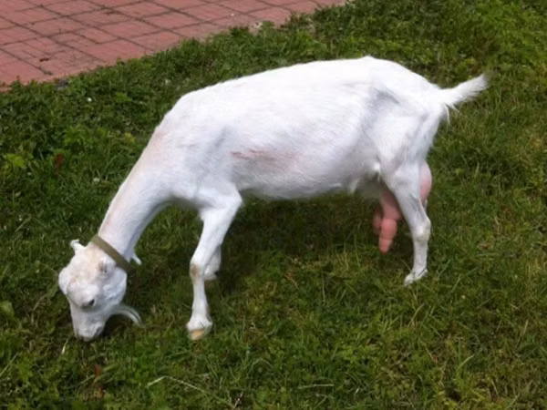 Goat, Saanen goat — Russia