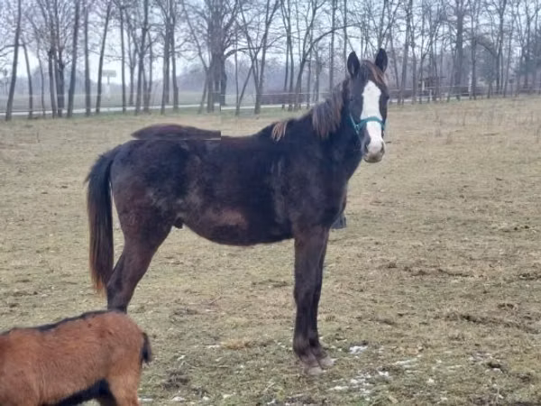 Horse (M), Hungarian horse breed