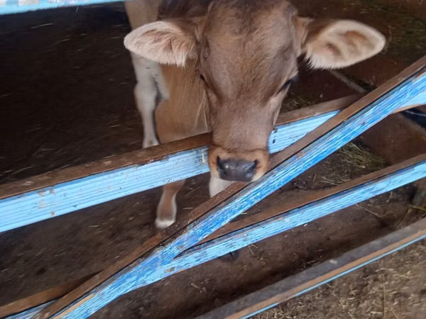Bull, Alatau breed — Kyrgyzstan