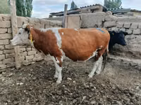 Cow, Simmental cattle — photo 1