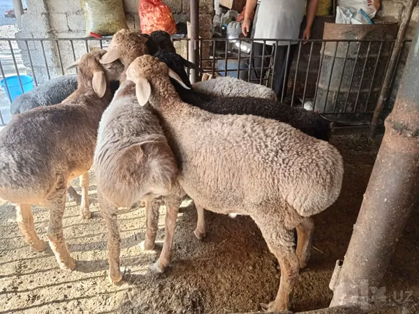 Ram, Rhon sheep