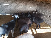 Ram, Sheep — photo 1