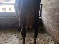 Cow, Swiss cattle — photo 4