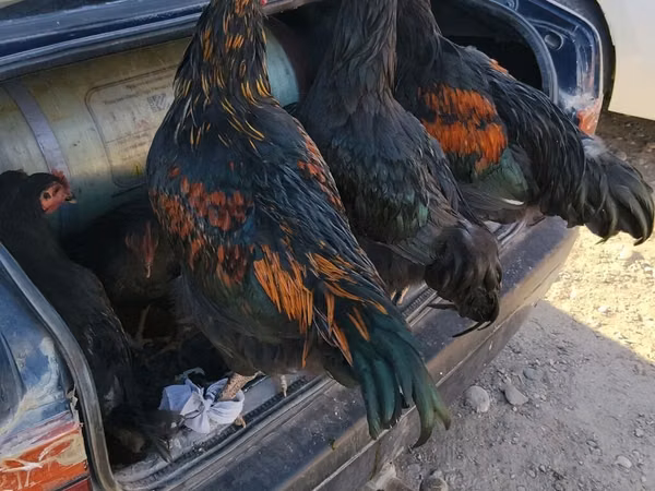 Chickens — Kyrgyzstan