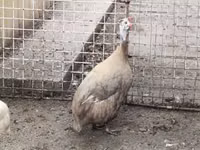 لاوندر — عکس 5