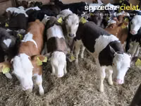 Lembu jantan, Cattle — foto 1