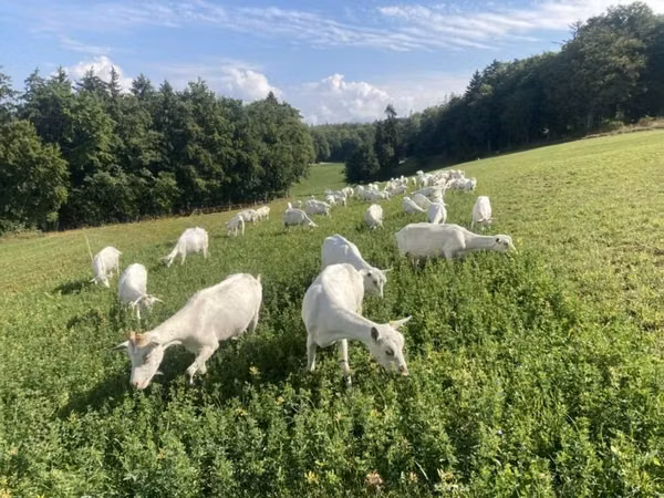 Goat, Saanen goat