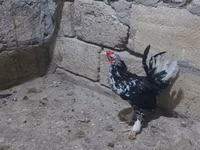 Bantam Jepun — foto 2