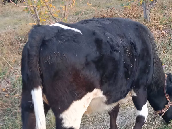 Krowa, Russian Black pied cattle — Kazachstan