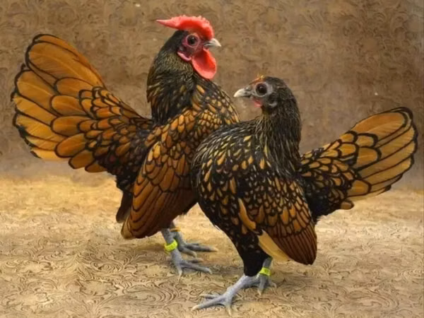 Chickens — Азербайджан