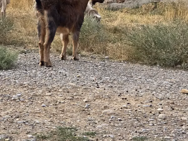 Billy Goat, Goats — Kazakhstan