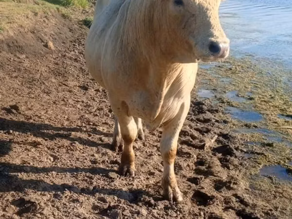 گاو نر, Charolais cattle