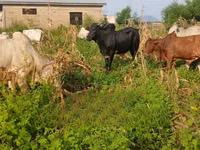 Vache, Bovins — photo 1