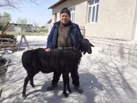 Ram, Sheep — photo 2