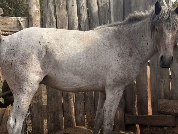 ม้าตัวผู้, Kazakh horse — คาซัคสถาน