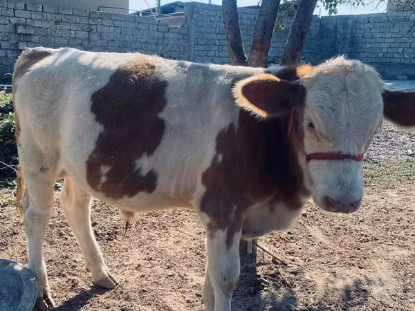 सांड, Simmental cattle
