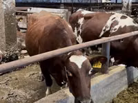 Krava, Swiss cattle — foto 6