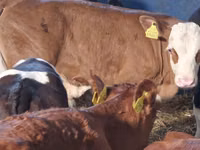 Lembu ternakan (lot, jantina tidak dinyatakan), Simmental cattle — foto 2