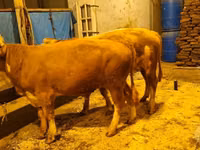 Cow, Simmental cattle — photo 5