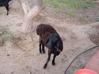 Goat, Goats — photo 2