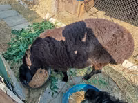 Kambing jantan, Sheep — foto 1