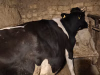 گاو ماده, Russian Black pied cattle — عکس 3