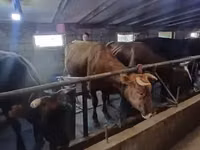 गाय, गोलस्टीन नस्ल — फ़ोटो 4