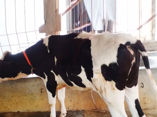 Vache, Race Holstein — Bangladesh