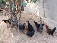 Chickens — photo 4