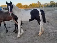 ม้าตัวผู้, Friesian — รูปภาพ 8