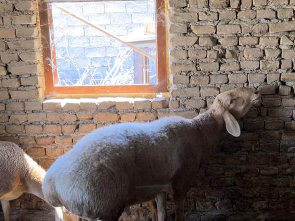 قوچ, Arashan sheep — ازبکستان