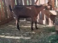 Koza, Saanen goat — zdjęcie 8