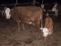 Cow, Latvian Blue cattle — photo 1