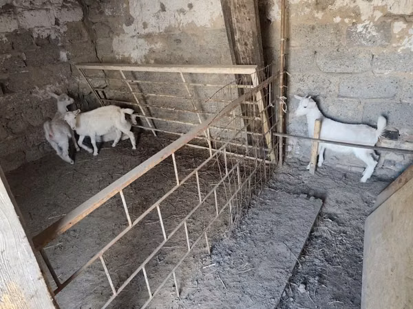 Goat, Goats — Kazakhstan