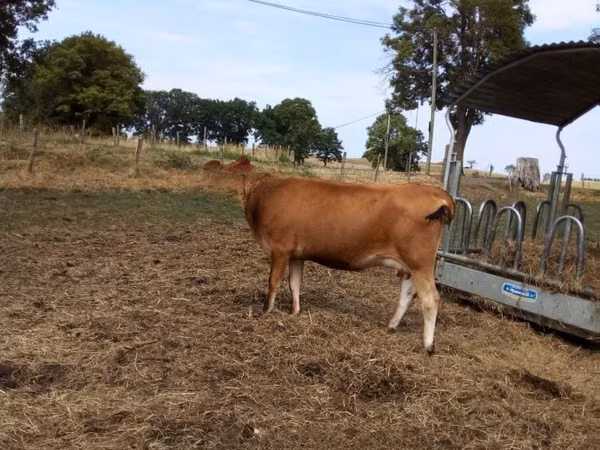 Cow, Jersey breed — United Kingdom