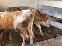 Krava, Simmental cattle — fotografija 3