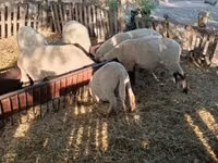Ram, Sheep — photo 1