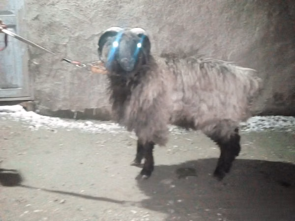 Ram, Sheep — Uzbekistan