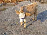 Toro, Swiss cattle — foto 2