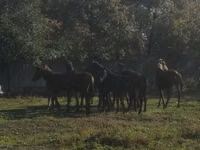 Pastuv, Коњи — fotografija 1