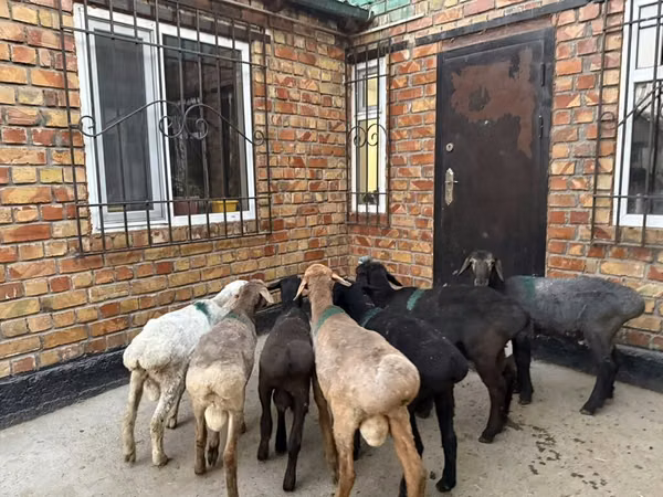 Ovce, Rhon sheep