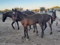ม้าตัวผู้, Friesian — รูปภาพ 1