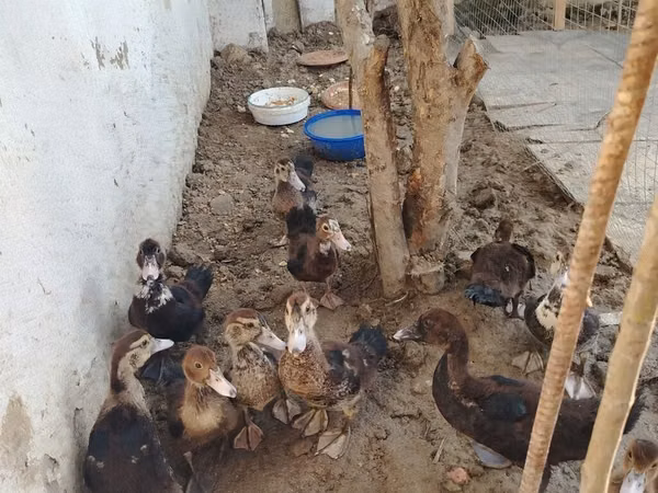 Domestic Muscovy