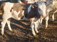Vache, Bovins — photo 3