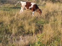 Vache, Bovins — photo 4