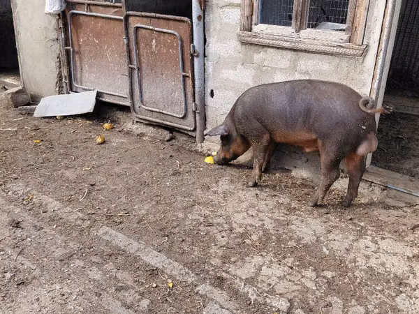 Boar, Pigs — Moldova